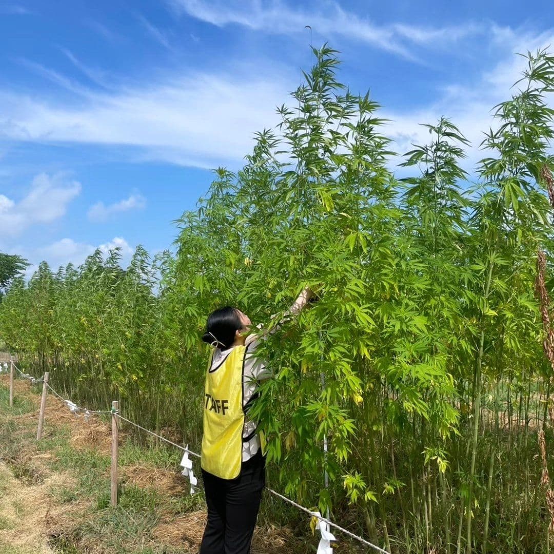 明和町地域おこし協力隊の中村さん(麻績節気)